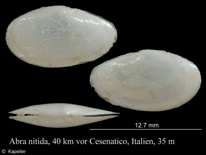 Abra nitida Abra nitida