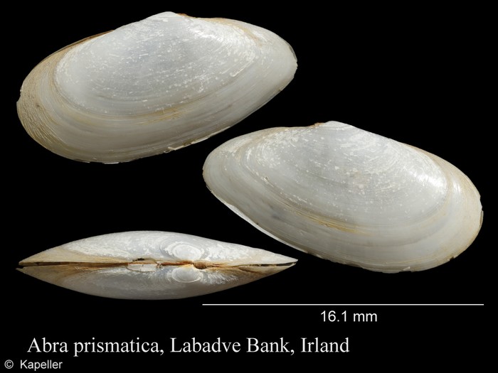 Abra prismatica Abra prismatica