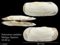 Mollusca (molluscs)