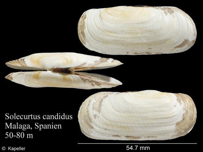 Solecurtus candidus