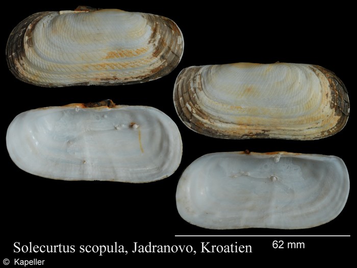 Solecurtus scopula Solecurtus scopula