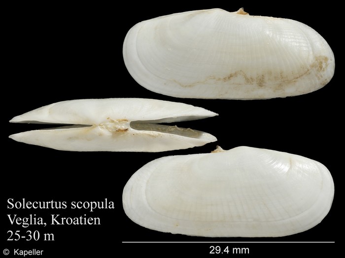 Solecurtus scopula Solecurtus scopula