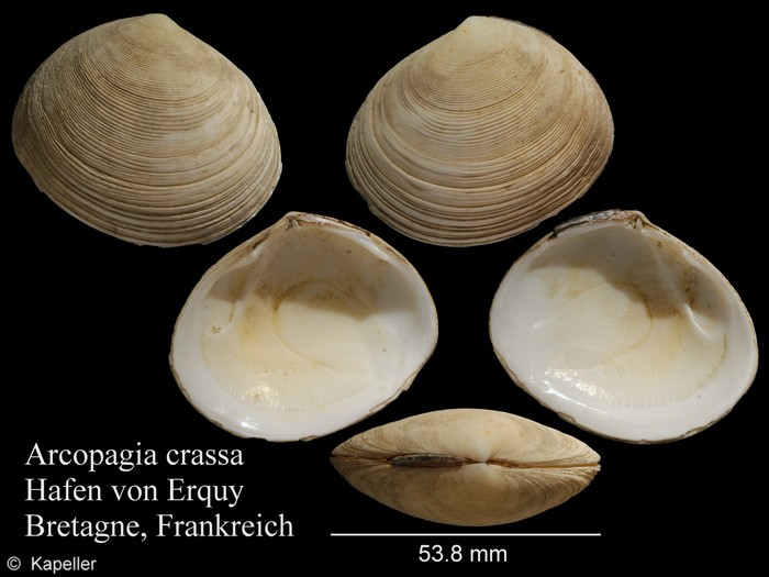 Arcopagia crassa