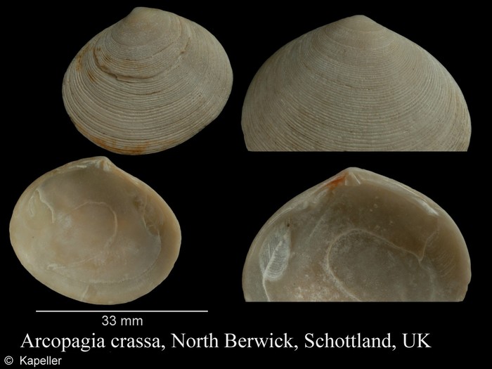 Arcopagia crassa