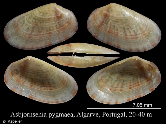 Asbjornsenia pygmaea Asbjornsenia pygmaea