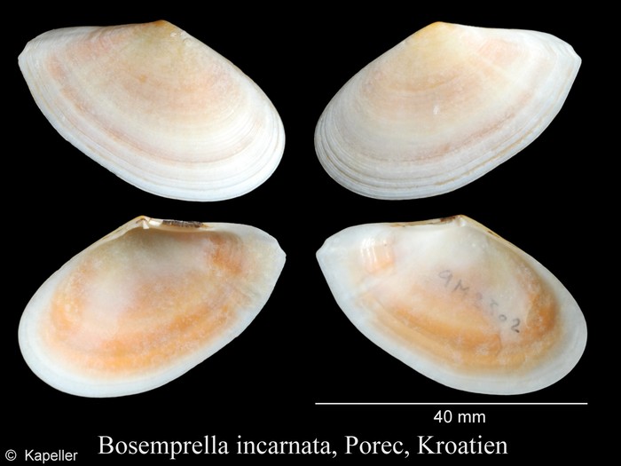 Bosemprella incarnata Bosemprella incarnata