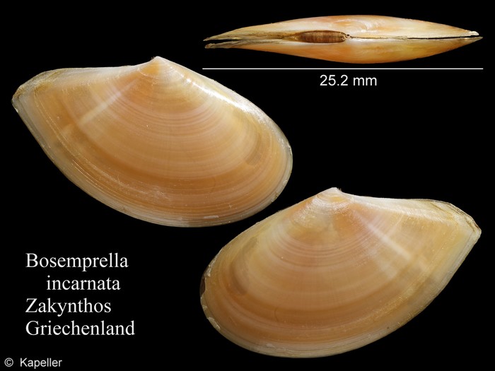 Bosemprella incarnata Bosemprella incarnata