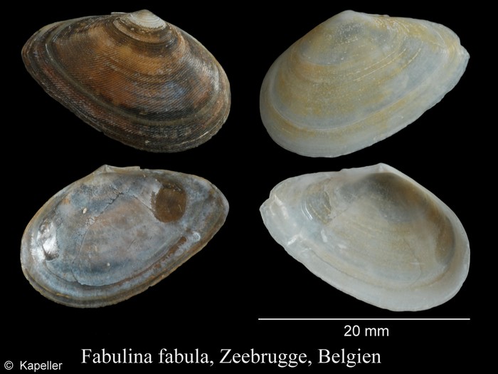 Fabulina fabula