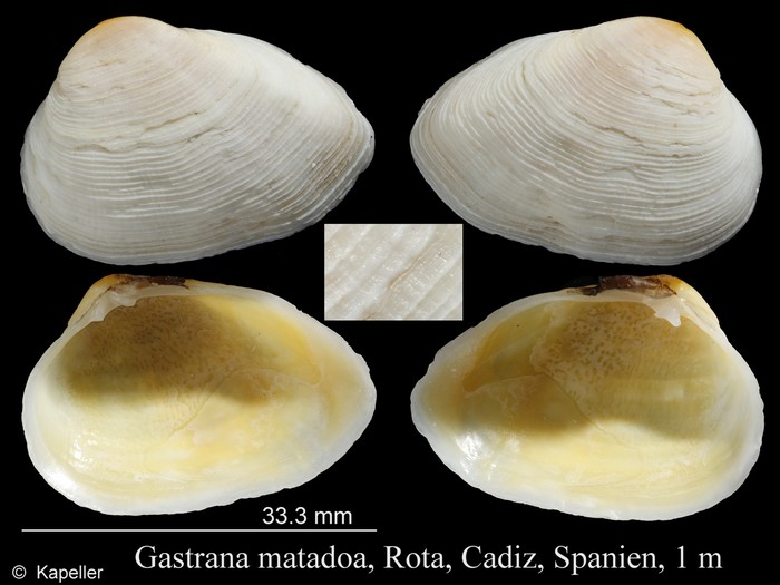 Gastrana matadoa