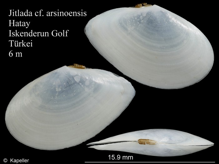 Jitlada arsinoensis