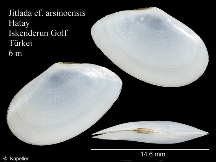 Jitlada arsinoensis