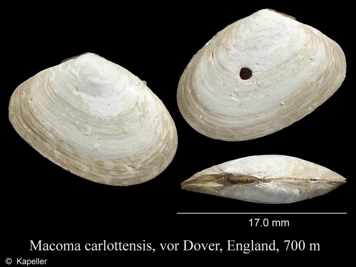 Macoma carlottensis Macoma carlottensis