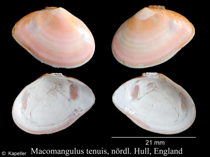 Macomangulus tenuis