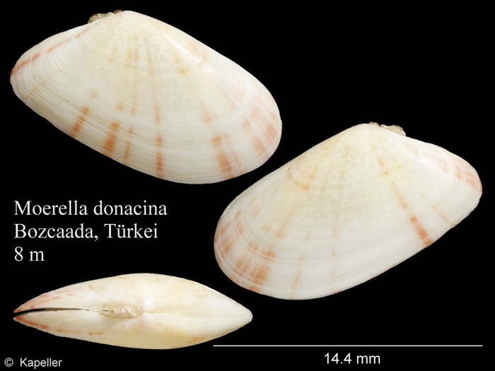 Moerella donacina