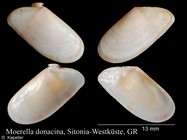 Moerella donacina
