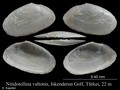 Mollusca (molluscs)