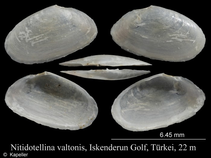 Nitidotellina valtonis