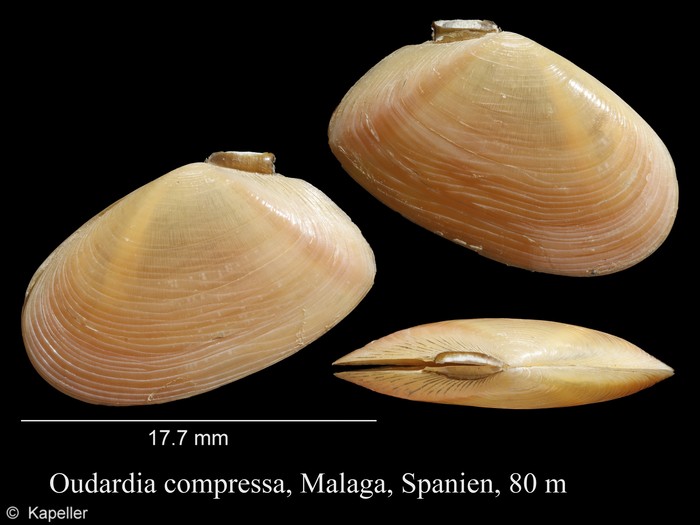 Oudardia compressa