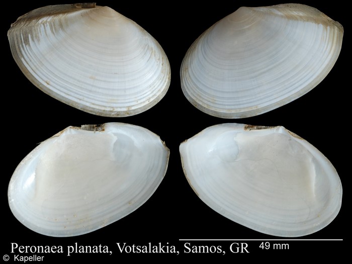 Peronaea planata Peronaea planata