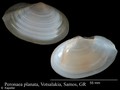 Mollusca (molluscs)