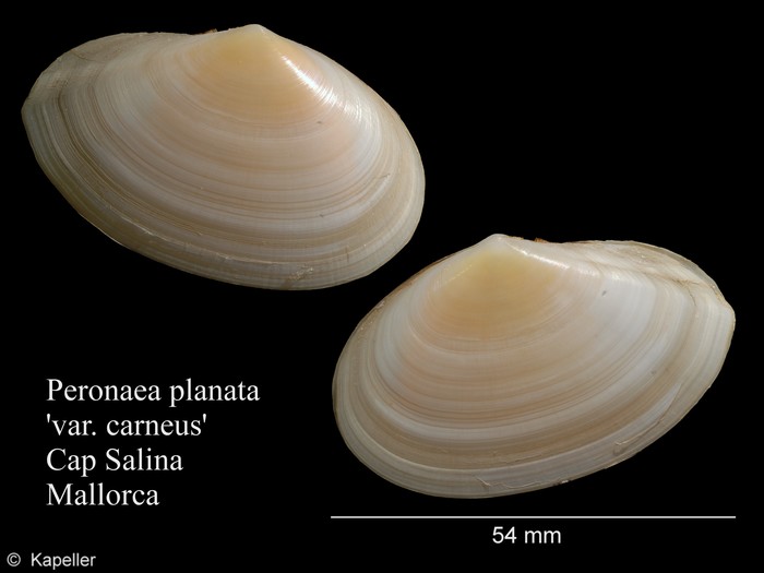 Peronaea planata