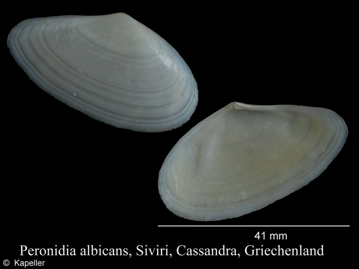 Peronidia albicans Peronidia albicans