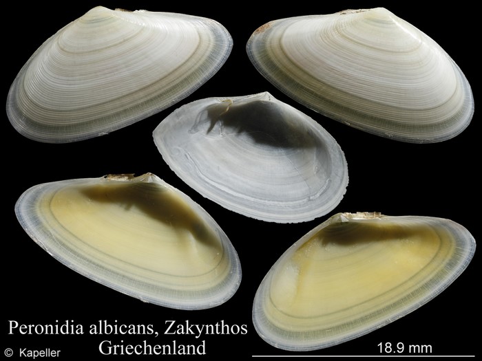 Peronidia albicans Peronidia albicans