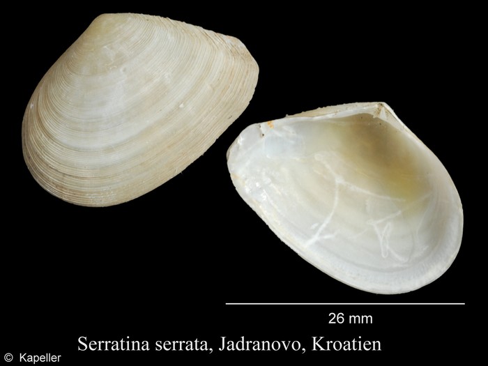 Serratina serrata Serratina serrata