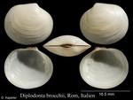 Diplodonta brocchii