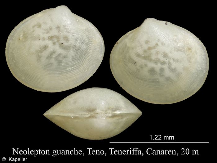 Neolepton guanche Neolepton guanche
