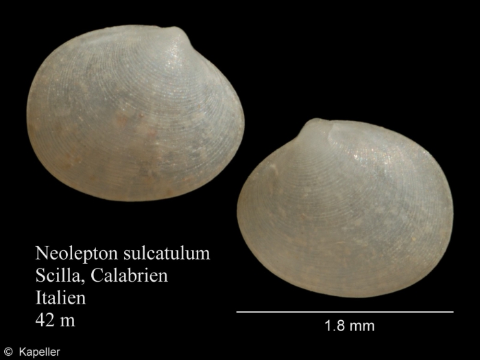 Neolepton sulcatulum Neolepton sulcatulum
