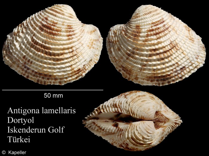 Antigona lamellaris