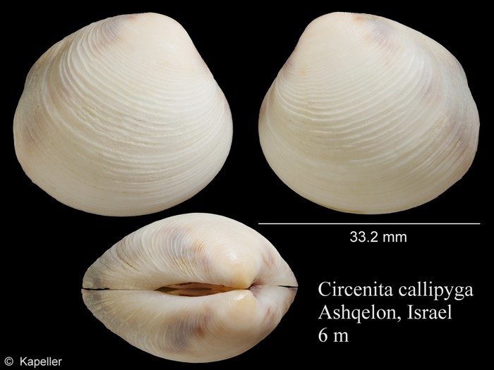 Circenita callipyga