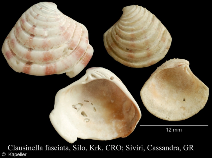 Clausinella fasciata Clausinella fasciata