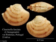 Clausinella fasciata