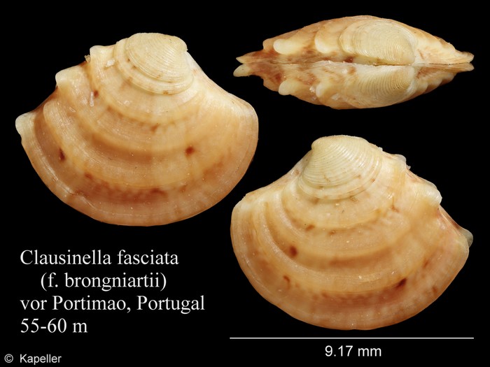 Clausinella fasciata Clausinella fasciata