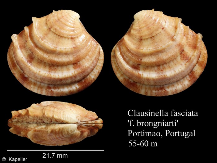 Clausinella fasciata Clausinella fasciata