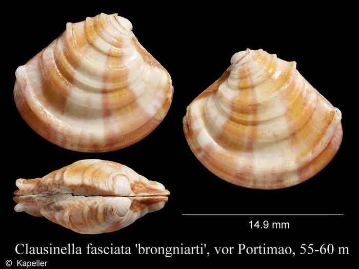 Clausinella fasciata Clausinella fasciata