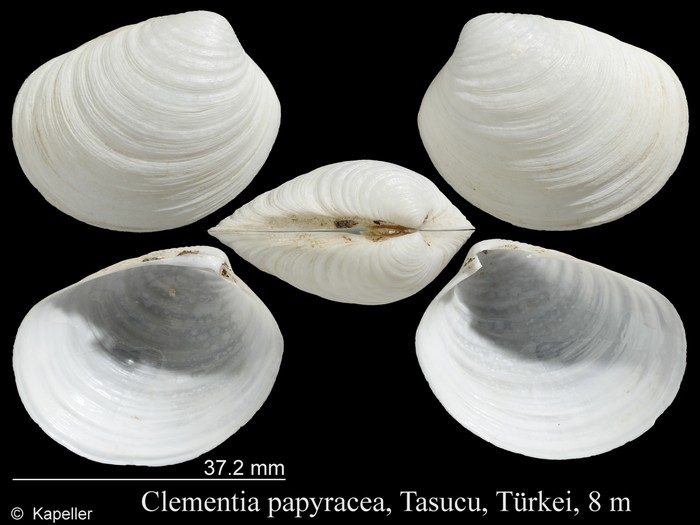 Clementia papyracea