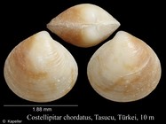 Costellipitar chordatus