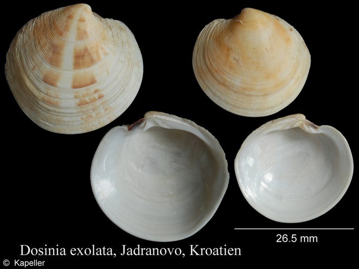 Dosinia exoleta