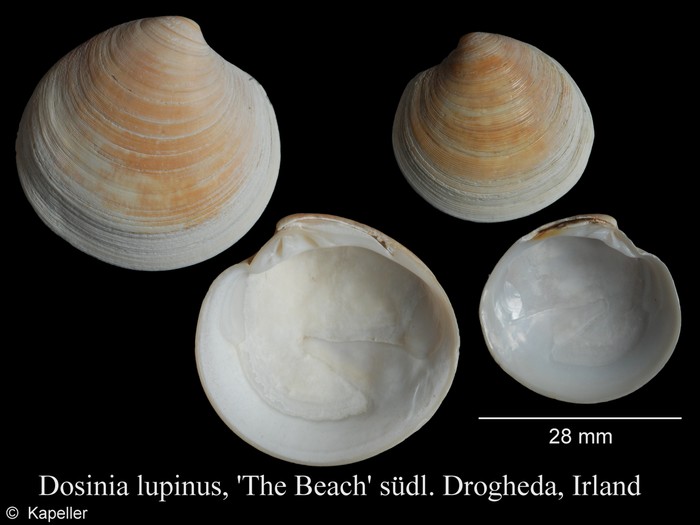 Dosinia lupinus Dosinia lupinus
