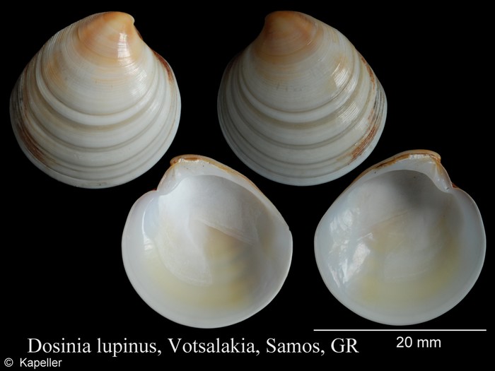 Dosinia lupinus Dosinia lupinus