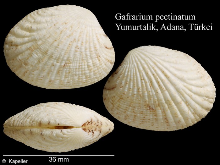 Gafrarium pectinatum