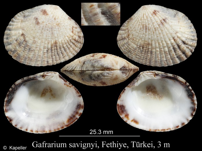 Gafrarium savignyi