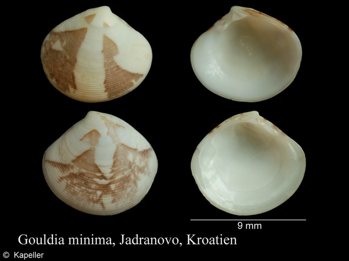 Gouldia minima