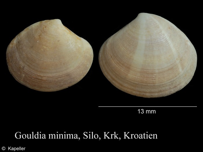 Gouldia minima