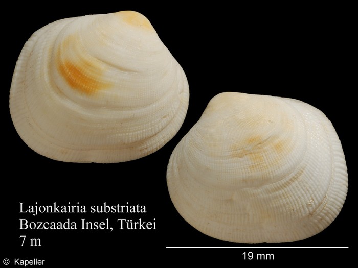 Lajonkairia substriata Lajonkairia substriata