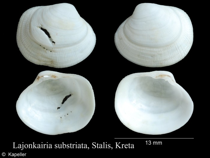 Lajonkairia substriata Lajonkairia substriata