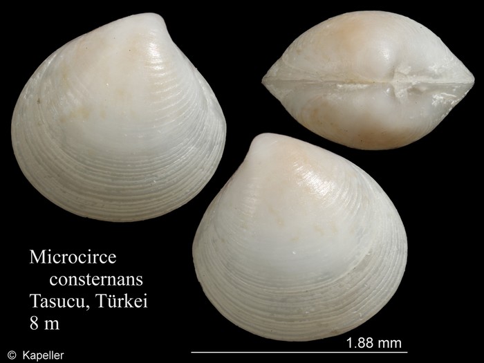 Microcirce consternans